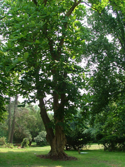 A Magnolia Tree