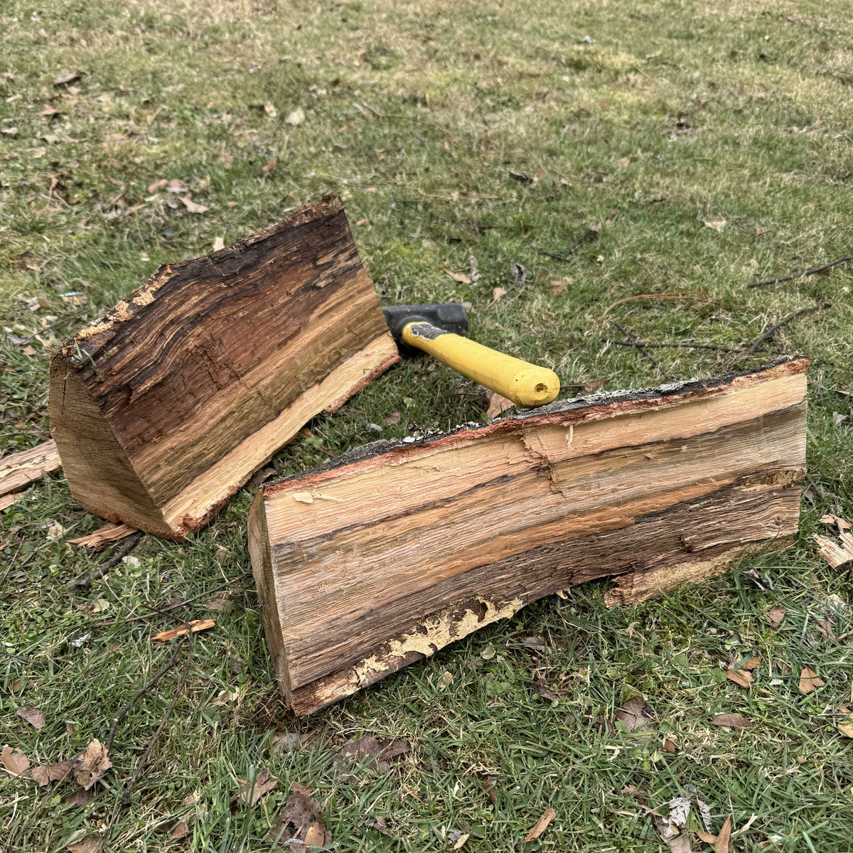 Harvesting Greenwood with Alex Cameron