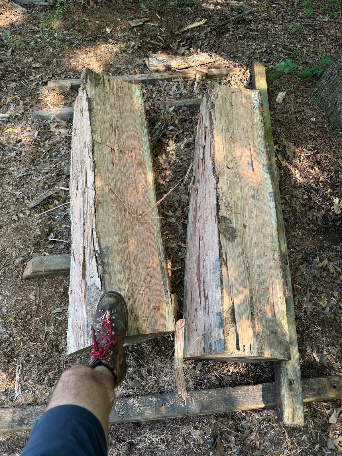 Harvesting Greenwood with Alex Cameron