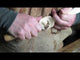 Narex Spoon Carving Starter Kit